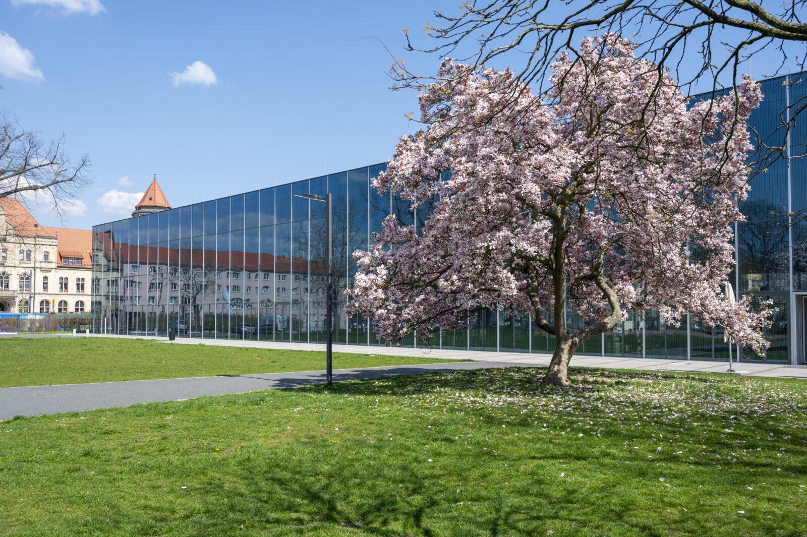 Bauhaus Museum auf der Parkseite im Frühling, mit blühendem Tulpenbaum.
